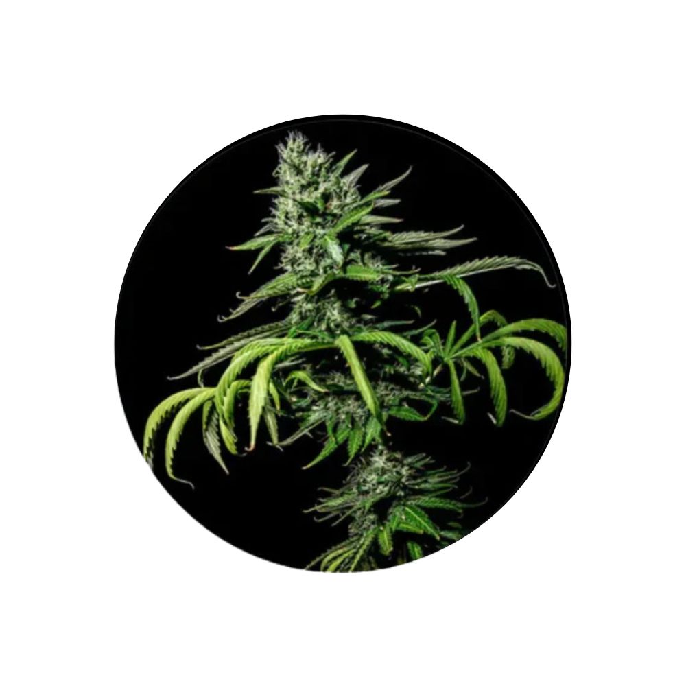 Cannabis/Hemp Seeds "Tropicana Cookies" - Feminized - 3 pcs.