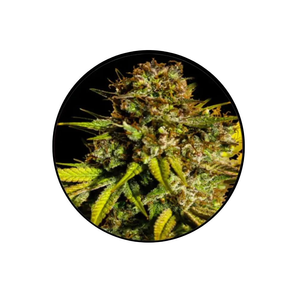 Cannabis seeds "Extra Mintz" - Autoflower - 3 pcs.