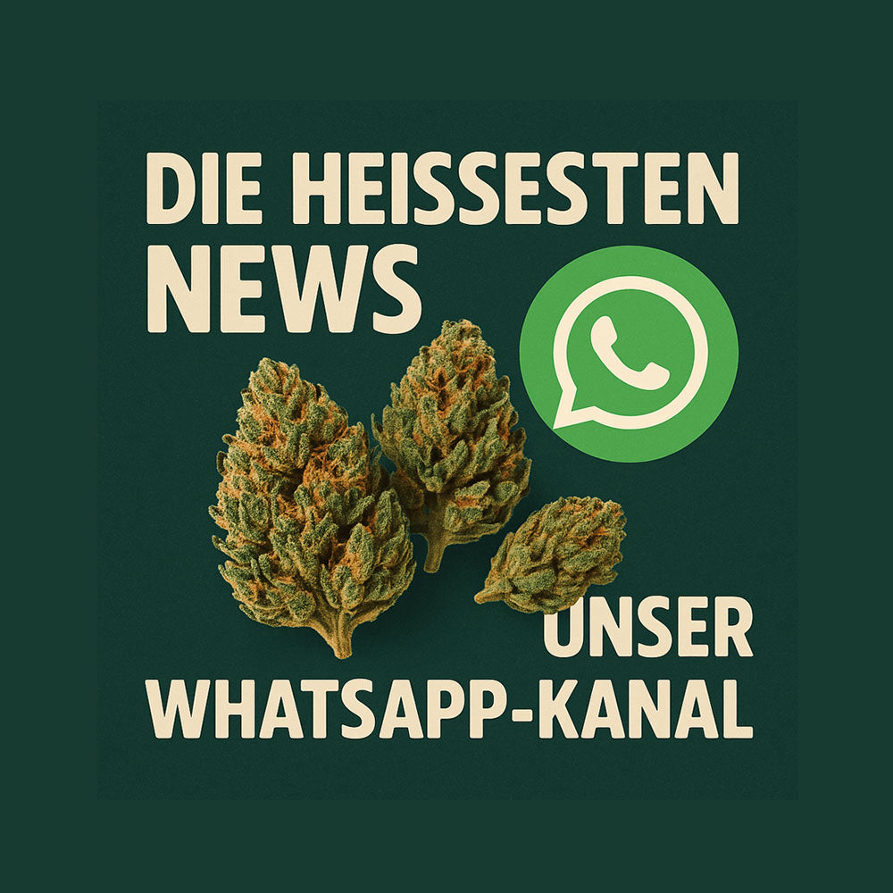 cannabis samen