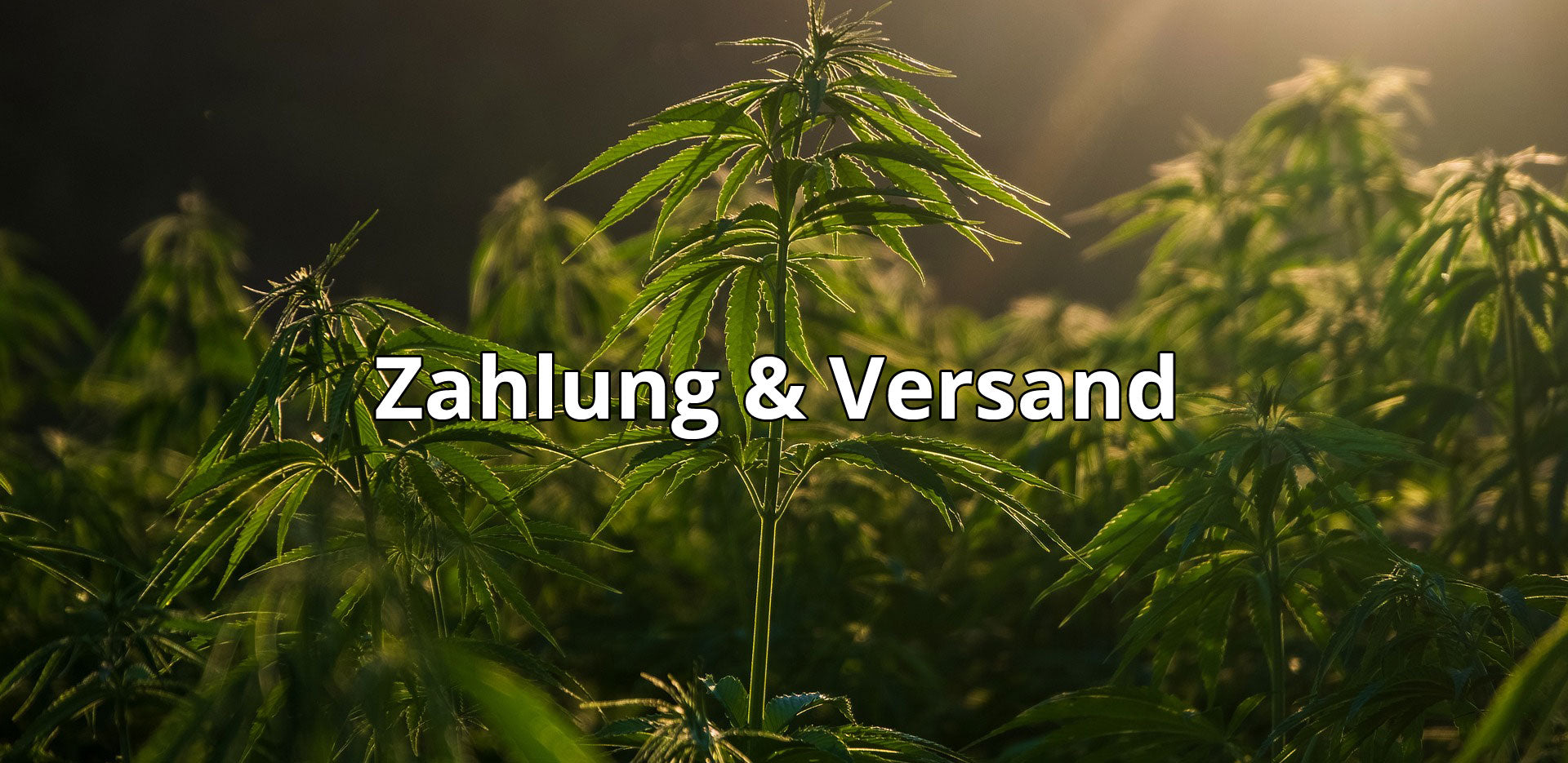 Unsere Zahlungs- und Versandbedingungen