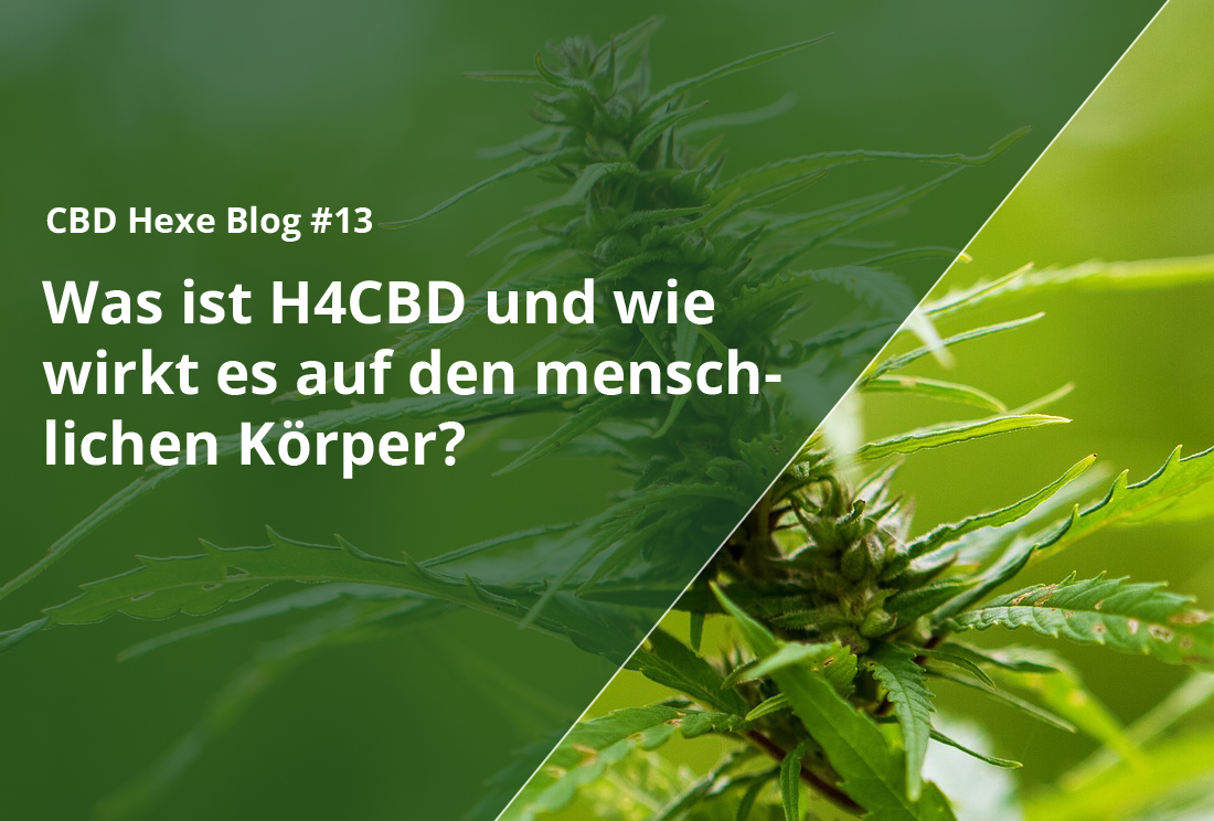 Was ist H4CBD und wie wirkt es auf den menschlichen Körper? - CBD Hexe Onlinehandel