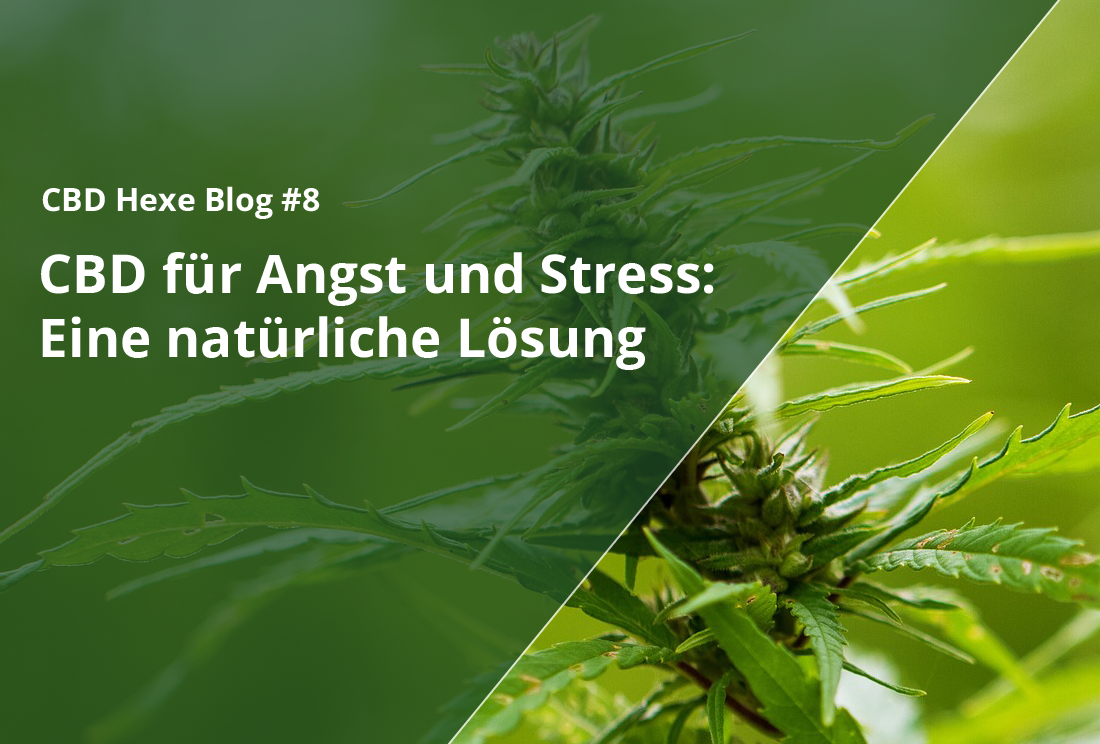 CBD für Angst und Stress: Eine natürliche Lösung