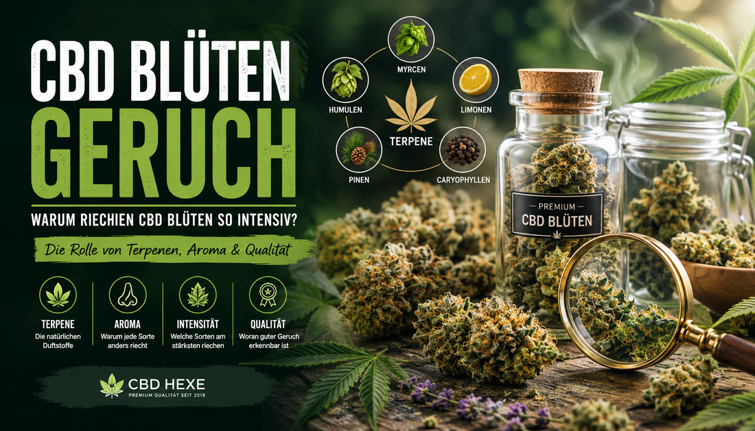 CBD Blüten Geruch – Warum riechen CBD Blüten so intensiv?