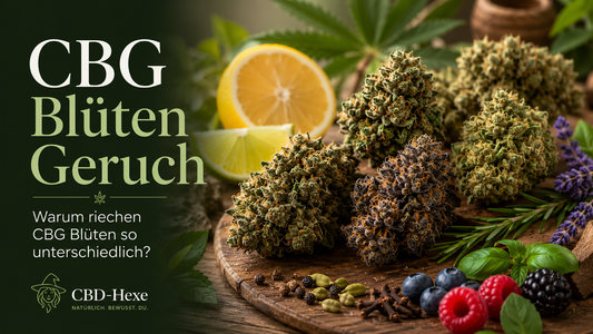 CBG Blüten mit unterschiedlichem Geruch und Aroma im Vergleich