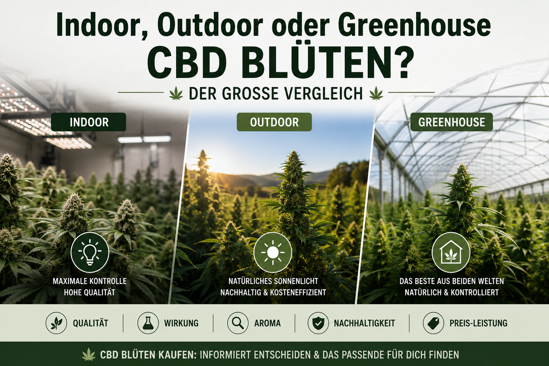 Indoor, Outdoor oder Greenhouse CBD Blüten? Der große Vergleich