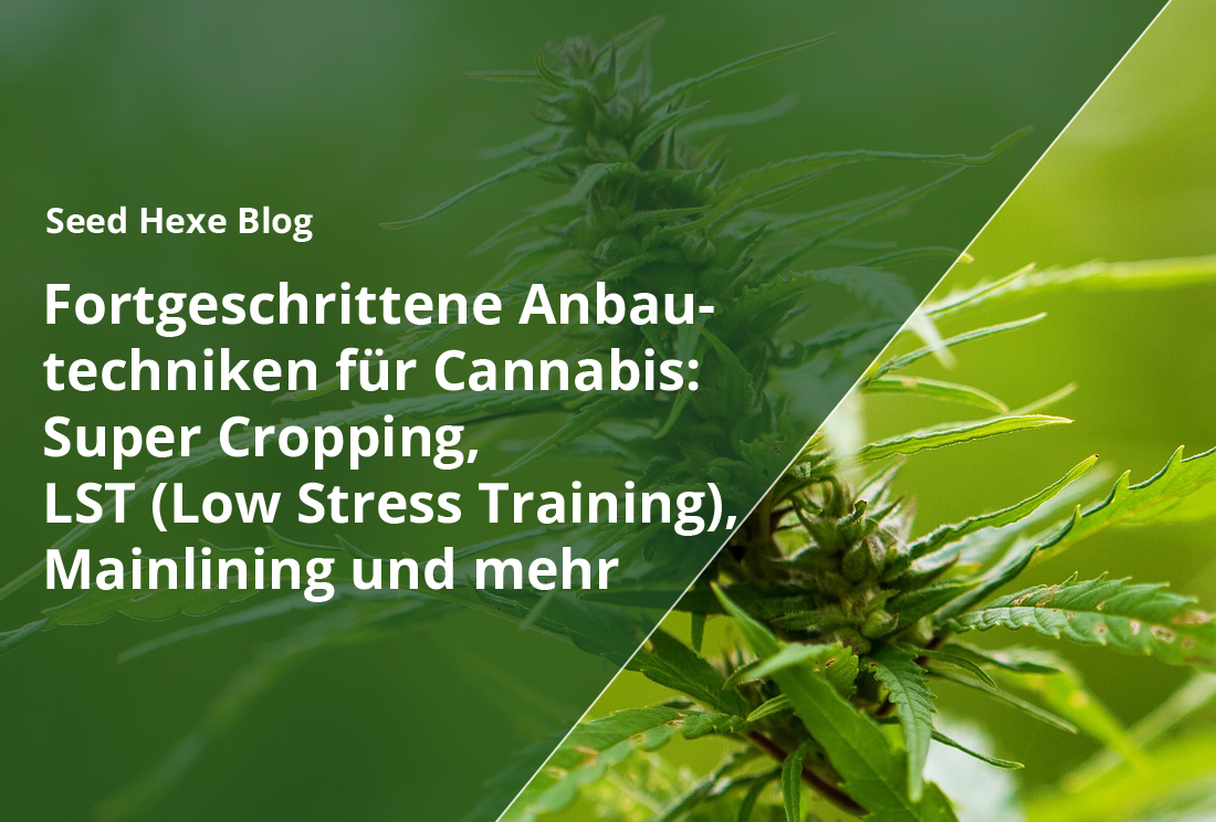 Fortgeschrittene Anbautechniken für Cannabis: Super Cropping, LST (Low Stress Training), Mainlining und mehr