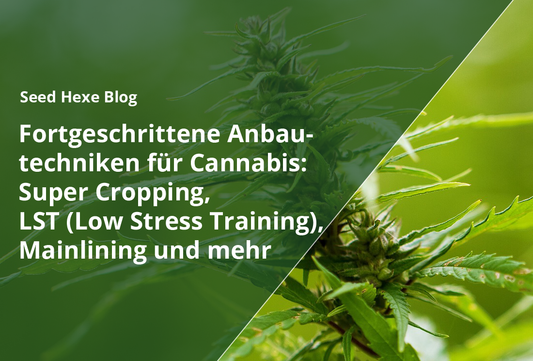 Fortgeschrittene Anbautechniken für Cannabis: Super Cropping, LST (Low Stress Training), Mainlining und mehr - CBD Hexe Onlinehandel