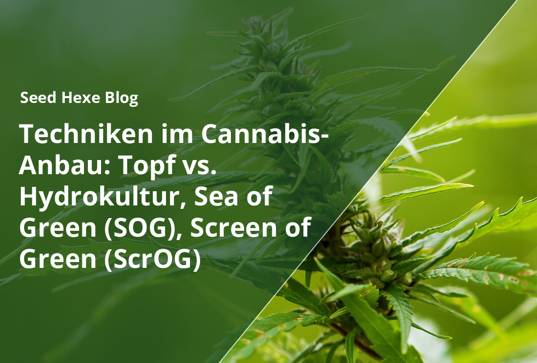 Anbautechniken im Cannabis-Anbau: Topf vs. Hydrokultur, Sea of Green (SOG), Screen of Green (ScrOG)