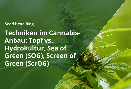Anbautechniken im Cannabis-Anbau: Topf vs. Hydrokultur, Sea of Green (SOG), Screen of Green (ScrOG)