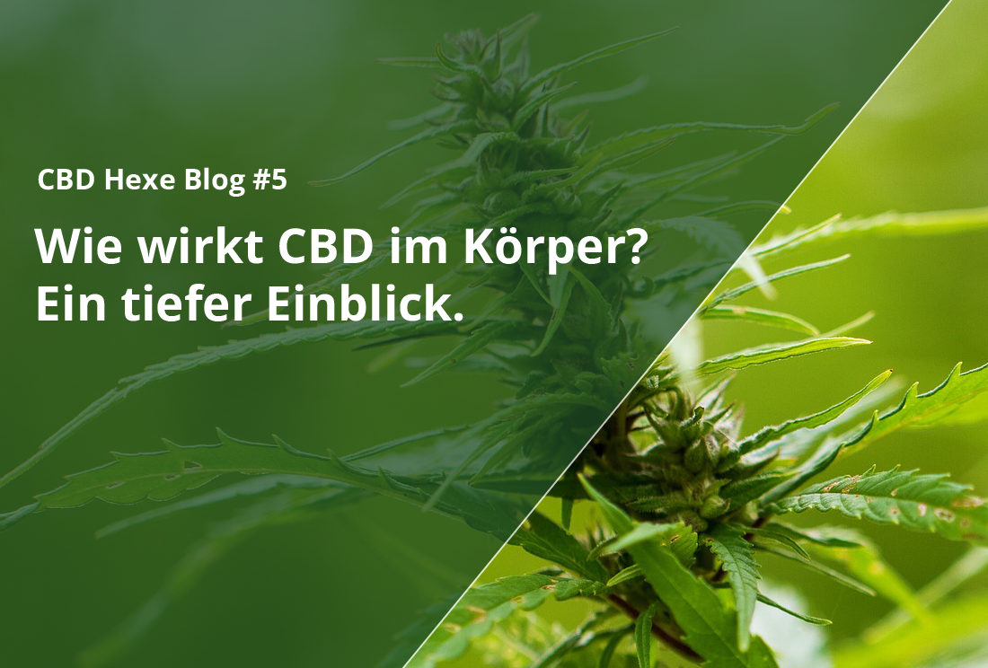 Wie wirkt CBD