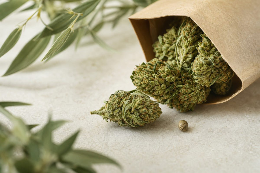 CBD Blüten mit Samen: Was bedeutet das für die Qualität?