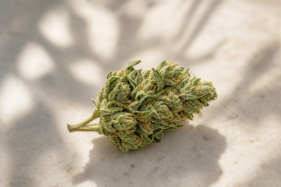 Sind Stiele und Blätter an CBD Blüten ein Qualitätsmangel?