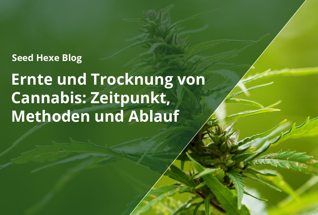 Ernte und Trocknung von Cannabis: Zeitpunkt, Methoden und Ablauf - CBD Hexe Onlinehandel