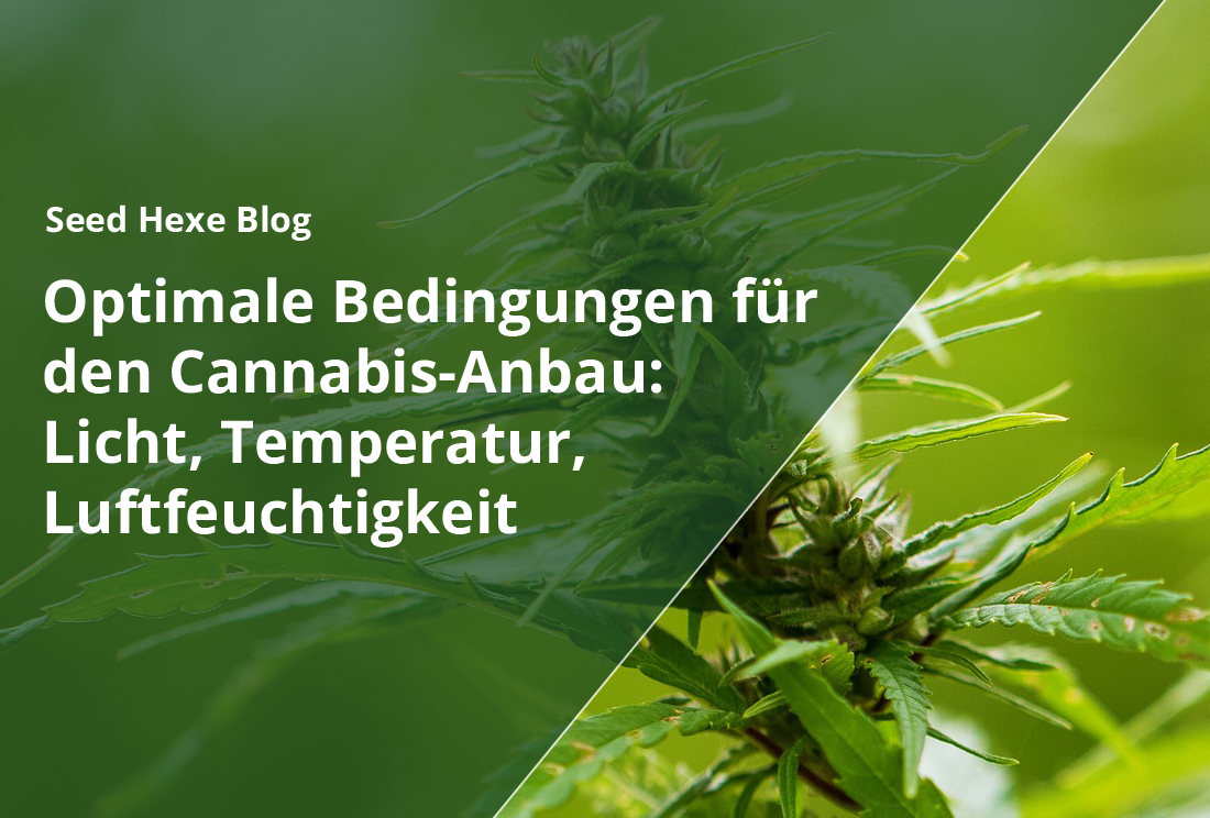 Optimale Bedingungen für den Cannabis-Anbau: Licht, Temperatur, Luftfeuchtigkeit