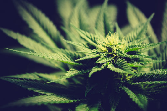 green cannabis