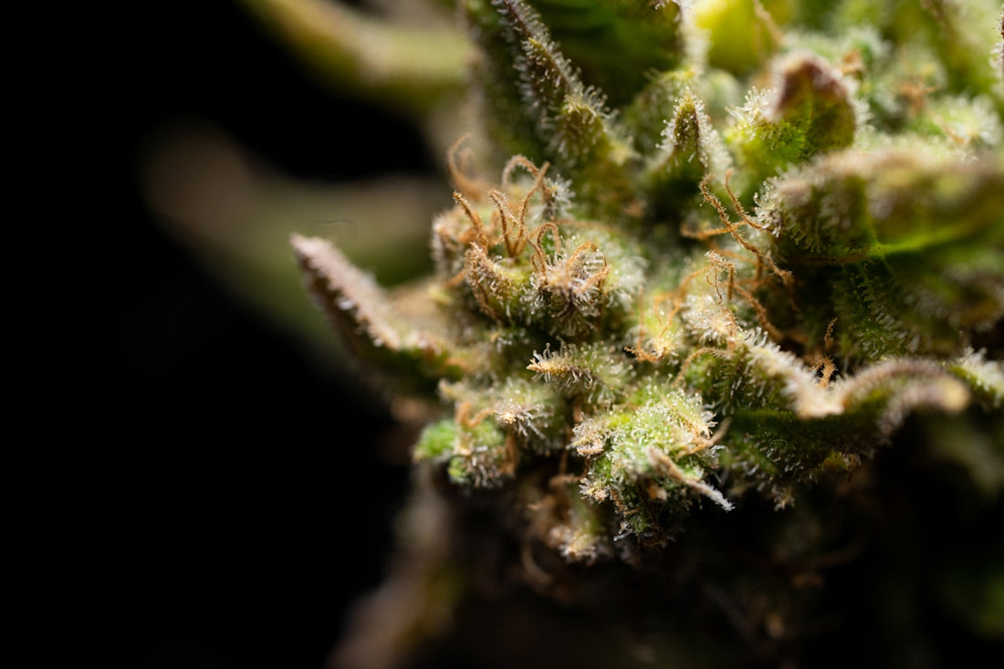 green plant in close up photography