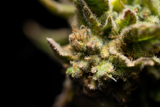 green plant in close up photography