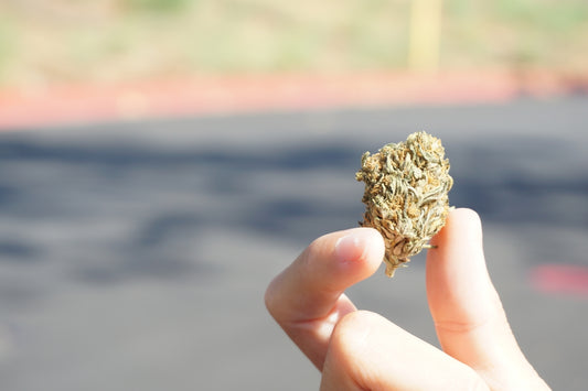 person holding green and brown plant