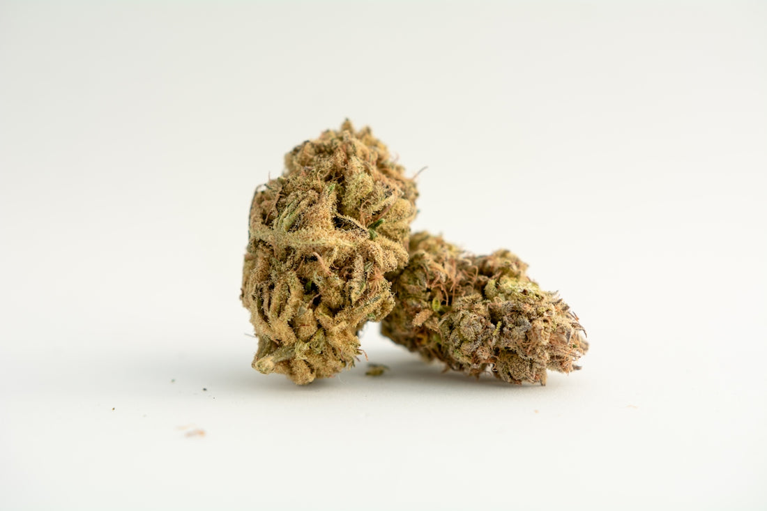 a close up of a weed on a white background