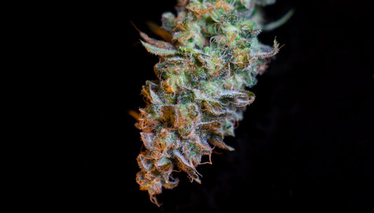 a close up of a flower on a black background