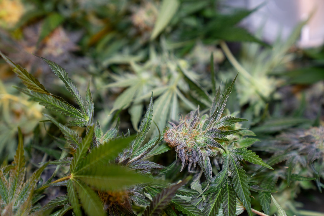 a close up of a bunch of green plants