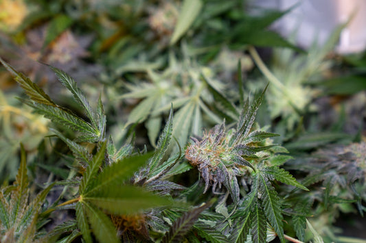 a close up of a bunch of green plants