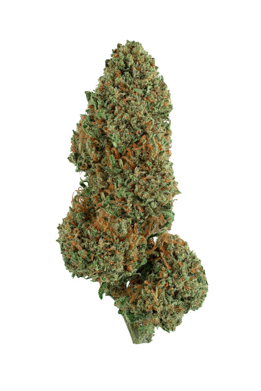 a close up of a plant on a white background