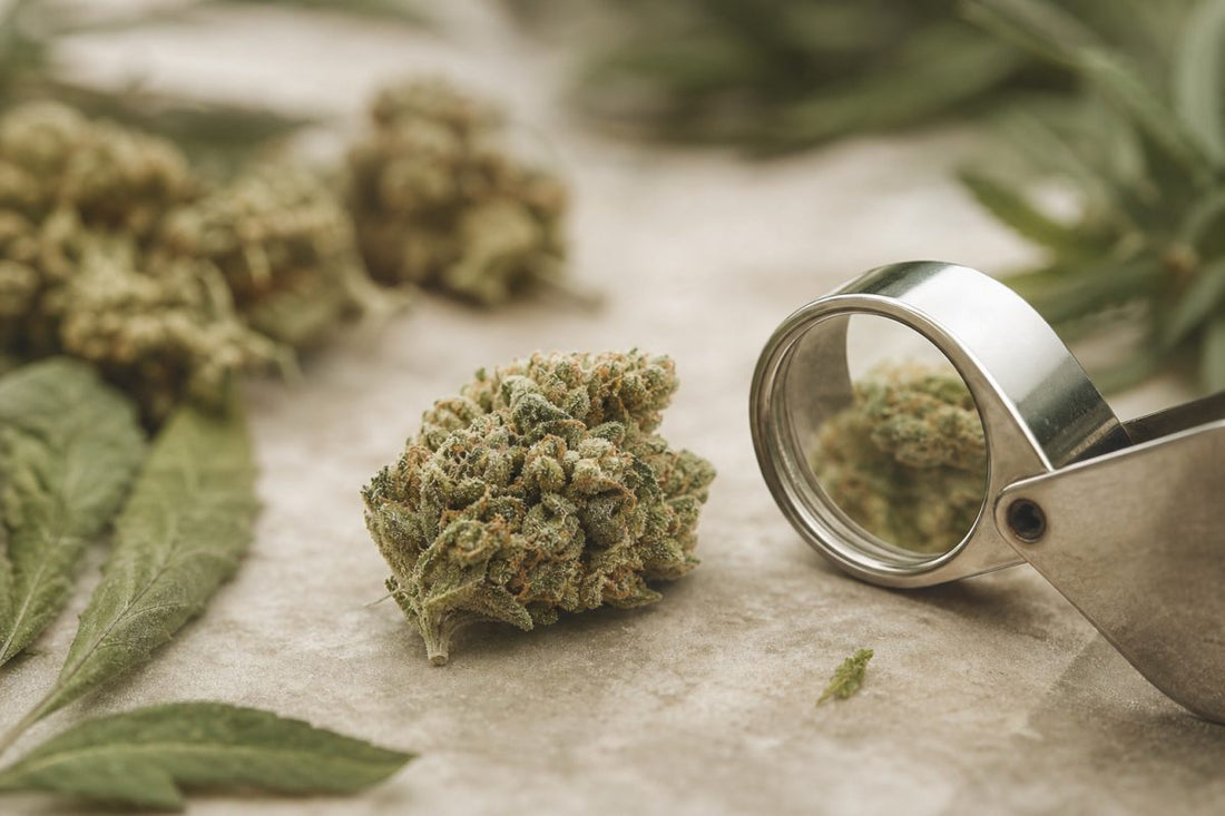 CBD Blüte wird mit einer Lupe auf mögliche Auffälligkeiten geprüft