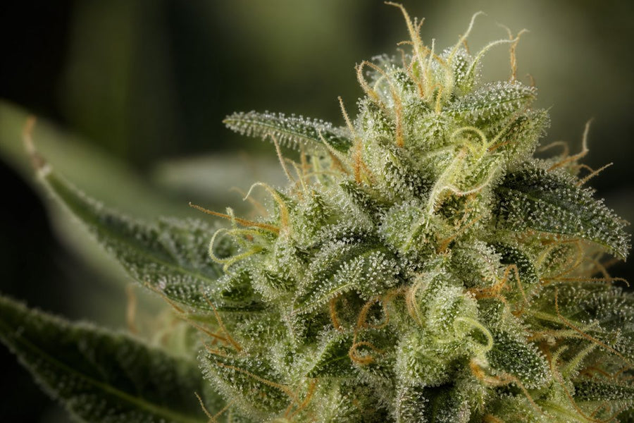 Woran erkennst du Trichome auf CBD Blüten?