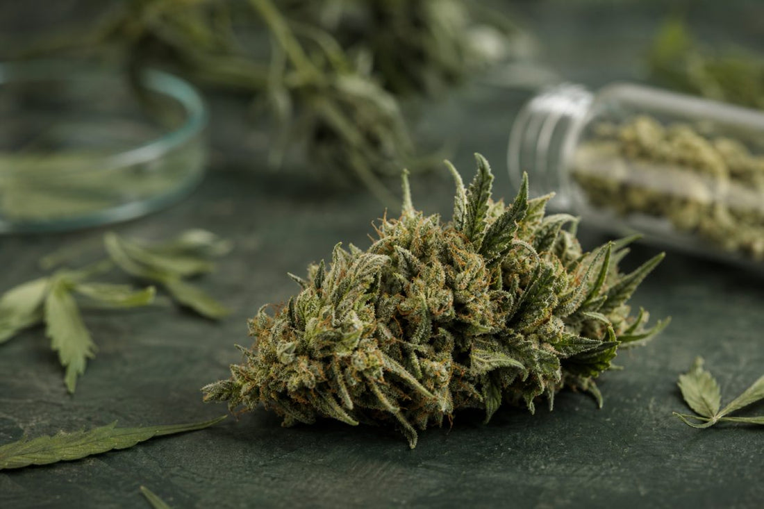 Natürliche CBD Blüte als Symbol für die Pflanzenmatrix hinter dem Vollspektrum-Begriff