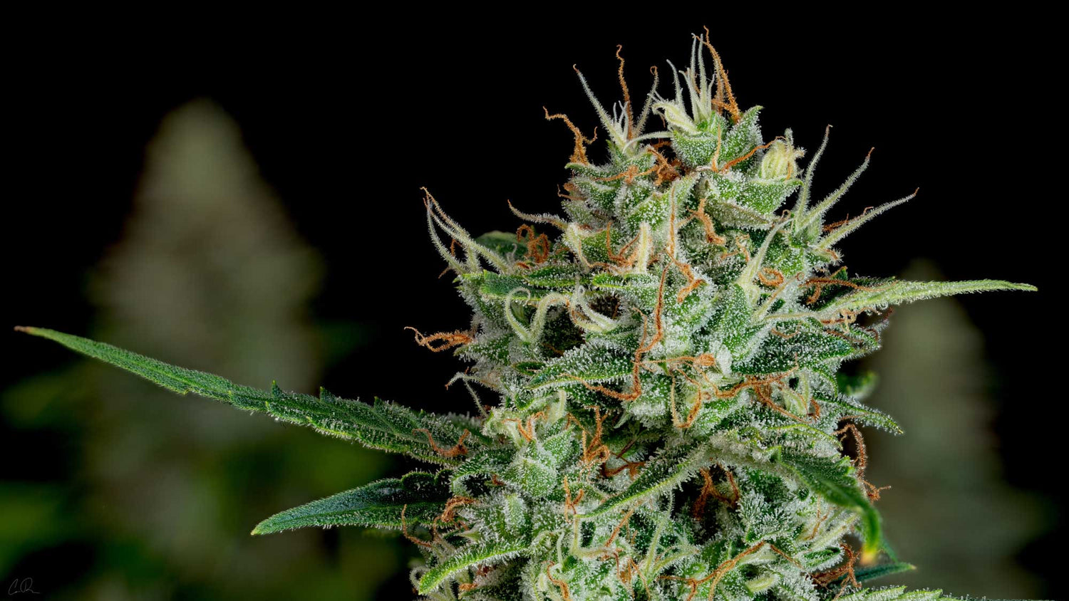 10-OH-HHC-Blüten CBD Hexe Onlinehandel