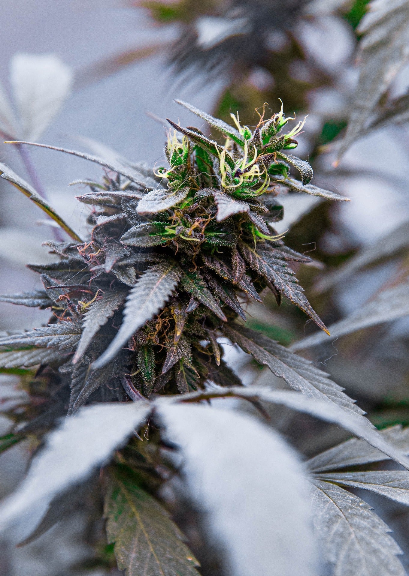 HempHash | Kaufen Sie CBD-Hasch und CBD-Hanf | CBD Hexe