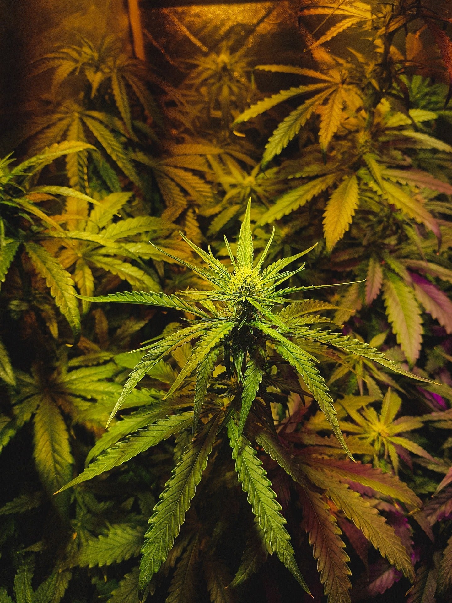 HHC Hash kaufen | HHC Hash online kaufen | CBD Hexe Onlinehandel
