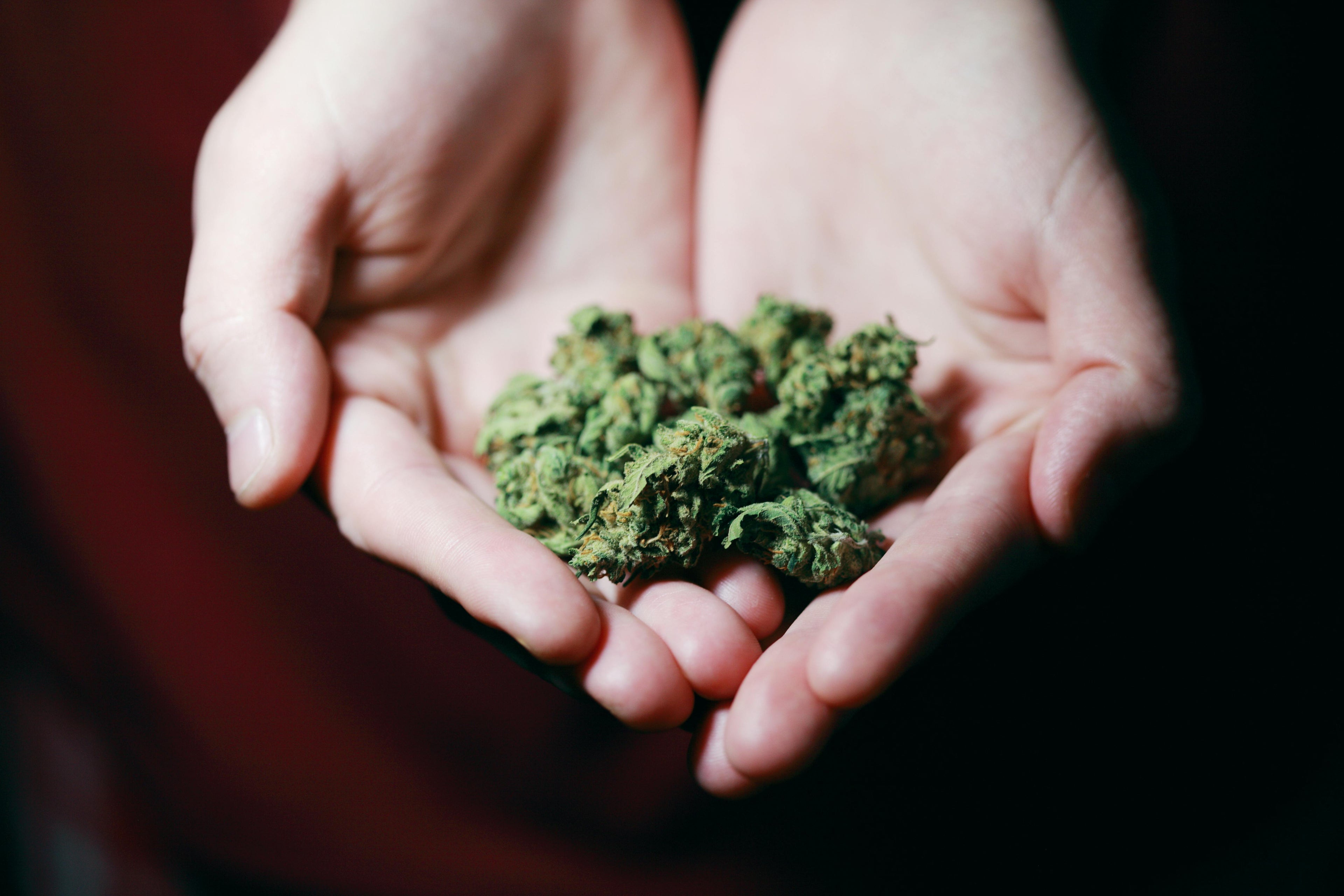 THCA Blüten in Premiumqualität kaufen