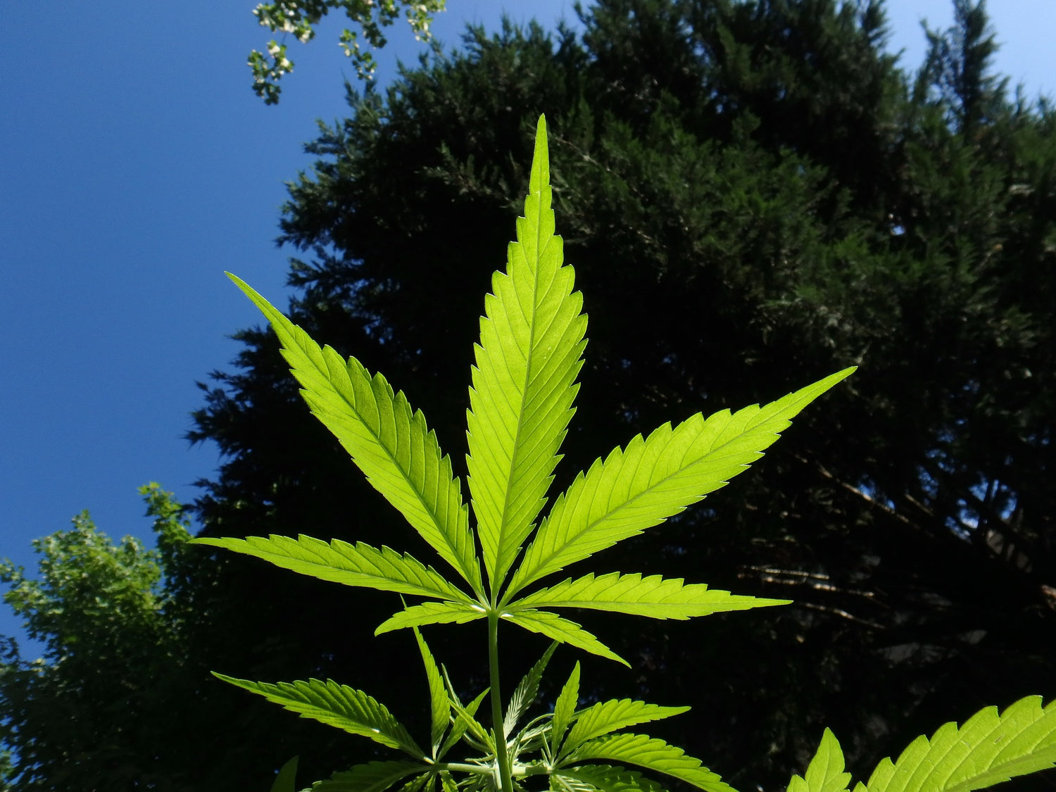 Neu! CB9 Blüten - CBD Hexe Onlinehandel