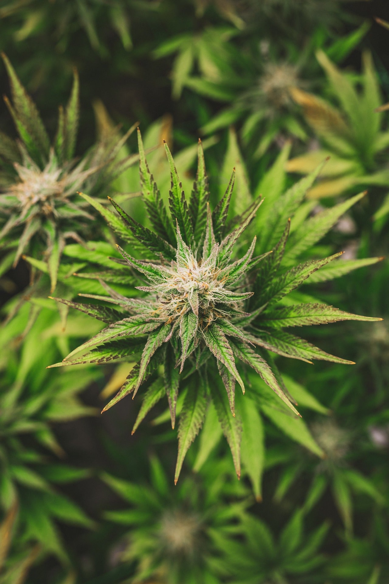 CBD Blüten - CBD Hexe Onlinehandel