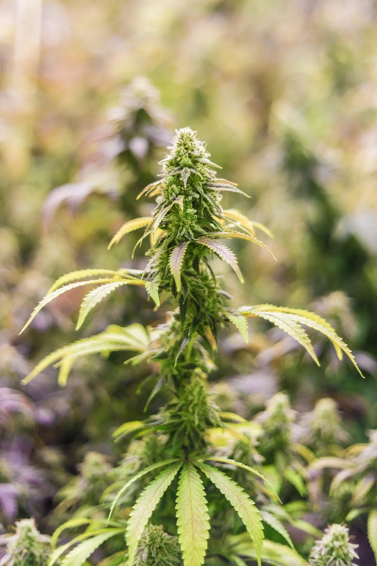 Innovative Cannabinoide: THP420 kaufen bei CBD Hexe - CBD Hexe Onlinehandel