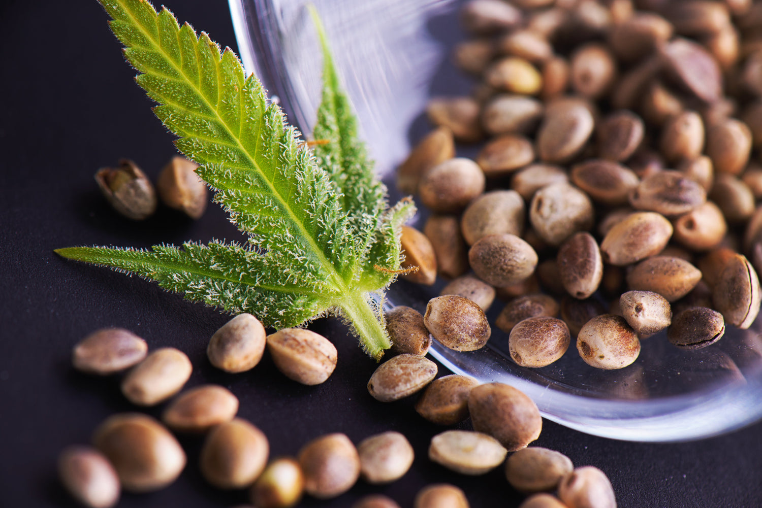 CBD-Samen-Seeds CBD Hexe Onlinehandel
