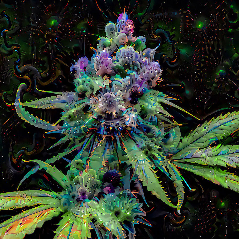 THCP Blüten kaufen | Online einkaufen | CBD Hexe Onlinehandel