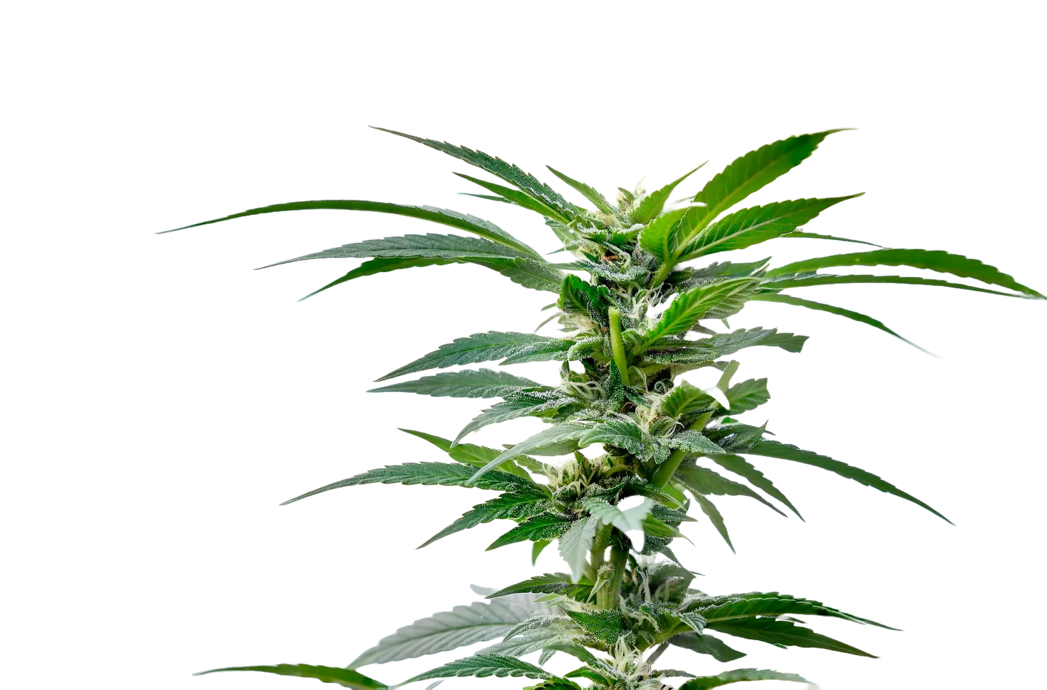 CBD, CBG, CBN & 10-OH-HHC Sparangebote