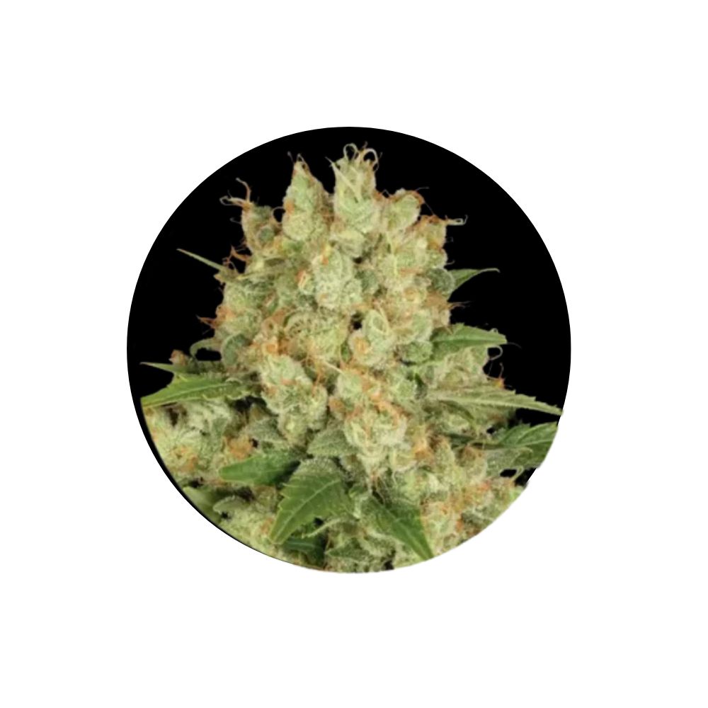 Cannabis seeds "AK47" - Autoflower - 3 pcs.