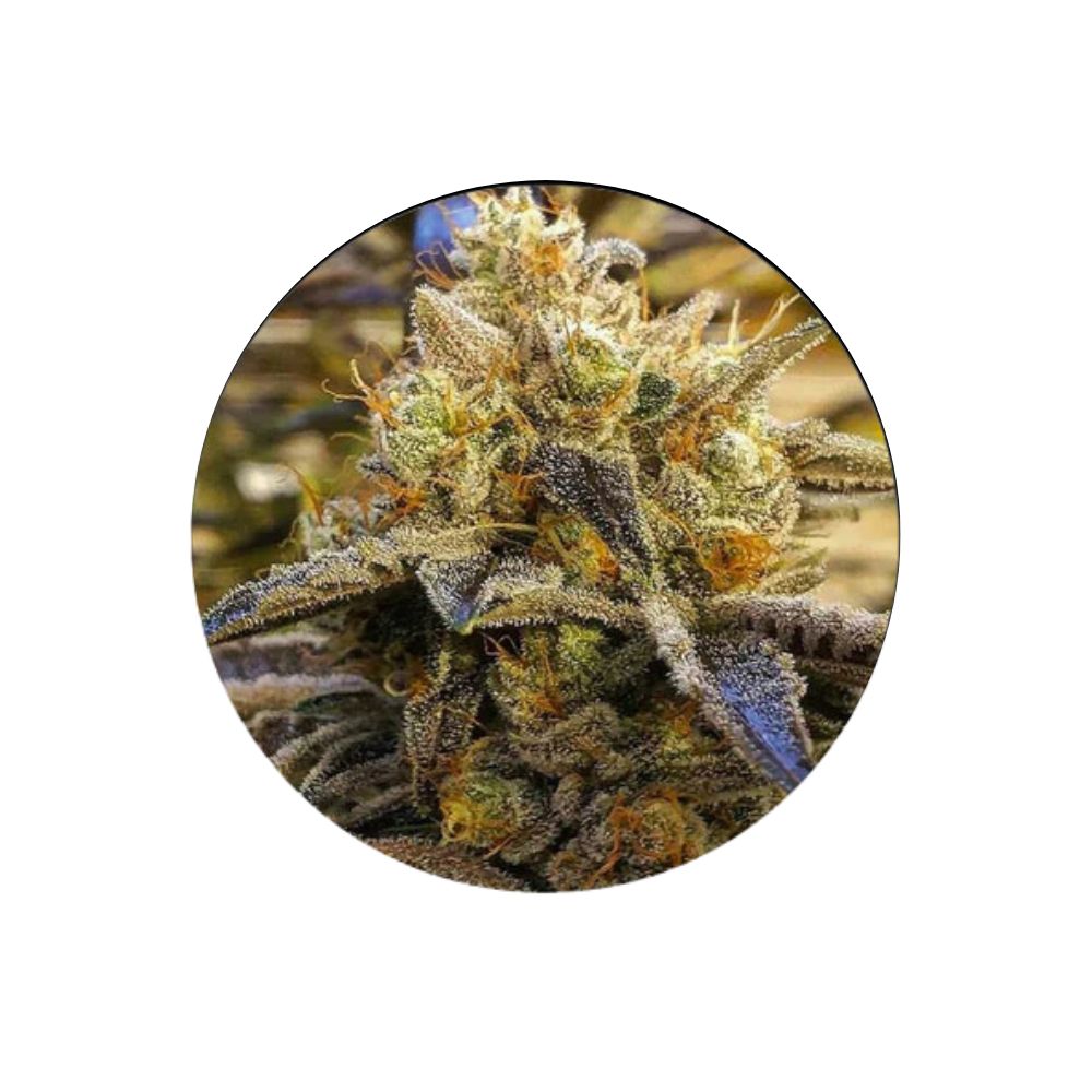 Cali Genetics "Alien OG" - Feminized - 3 Stck.