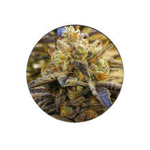 Alien OG Cali Genetics Cannabis Samen 3 Stück CBD Hexe