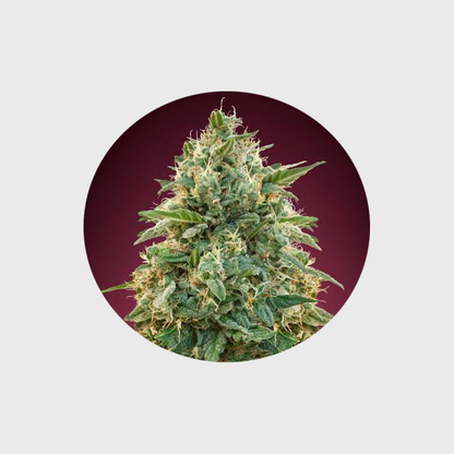 🪴Neu! Cannabis Samen "Amnesia" - Feminized - 3 Stck.🪴