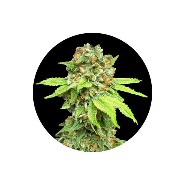 Amnesia Haze Autoflower Cannabis Samen 3 Stück Pack