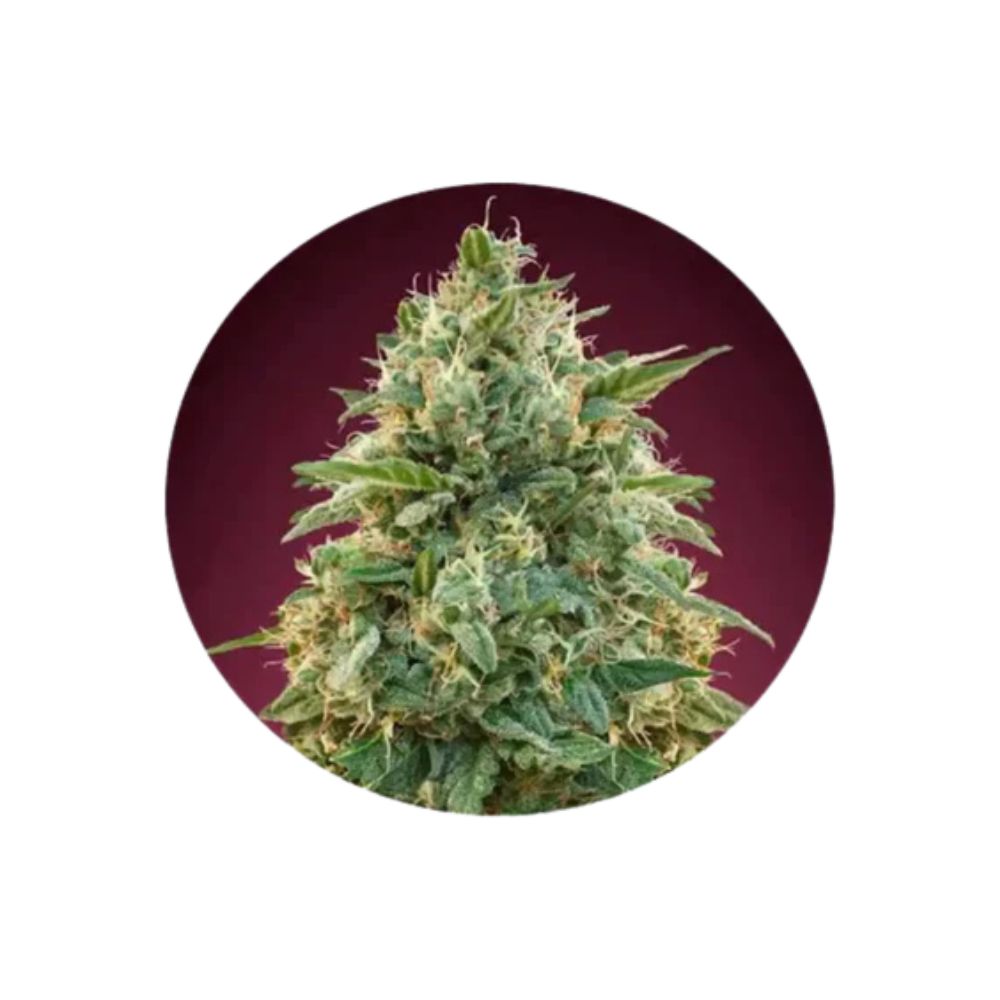Cannabis seeds "Amnesia" - Feminized - 3 pcs.