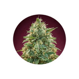 Cannabis Samen "Amnesia" - Feminized - 3 Stck.