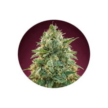 Amnesia feminisierte Cannabis Samen 3 Stück Pack