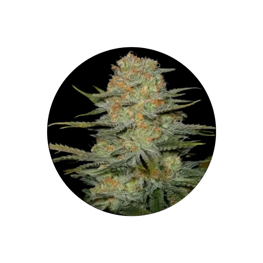 Cannabis seeds "Amnezia Haze" - Feminized - 3 pcs. 