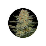 Cannabis Samen "Amnesia Haze" - Feminized - 3 Stck.